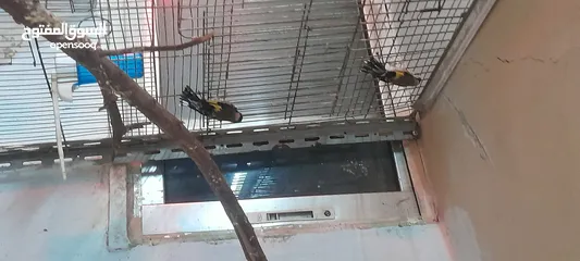  2 حساسين بسعر حرق الرقم بلوصف
