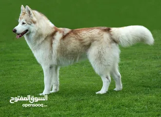  1 مطلوب كلب للتبني