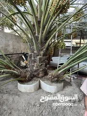  1 افراخ برحي مال ابو لخصيب