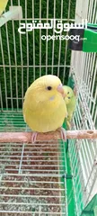  5 طيور حب  عصافير حب   ببغاء حب  بادجي   طيور  عصافير  ببغاء