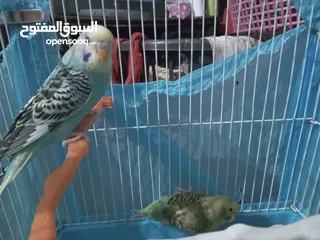  14 طيور الحب نوع البادجي بأحلى الألوان والأصوات