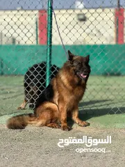  10 كلاب جيرمن شيبرد مدرب وغير مدرب