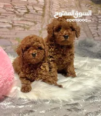  3 PURE BREED RED TOY POODLE PUPPIES