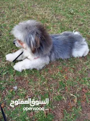  8 Shih Tzu dog  6months male