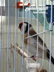  1 متاح جوز حسون طفره ذكر بايد 8 اضافر بيض والانثى كلاسك