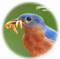  1 دود قبابي _ميل ورم _ Mealworm