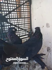  2 هزاز للبيع