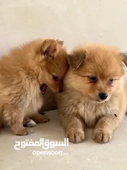  3 جراء بومرنيان للبيع العمر 3 شهور