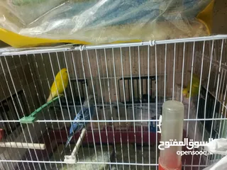  1 طيور حب للبدل او بيع