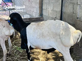  4 أغنام صومالية مطعومة