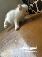  5 بسس هيمالايا مكس عمر شهرين للبيع