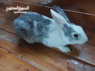  1 ارنب ذكر عماني