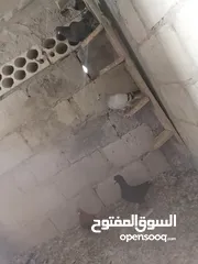  3 حمام كش الوان البيع.  في حمام زق  البيع