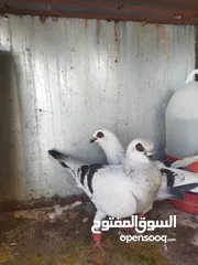 4 جواز بواز بسعر حرق