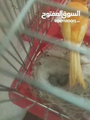  10 جوز فيشر + وجوزكنار جواز سغاله