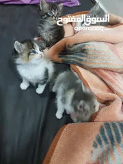  4 قطط كاليكو مكس شيرازي عمر شهرين