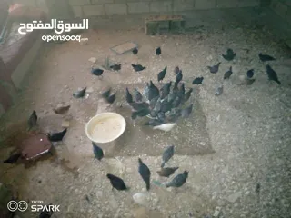  7 فراخ للبيع