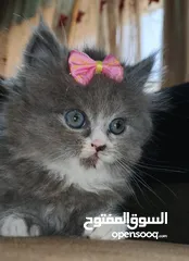  3 لوسي قطة مكس بريتش و سكوتش