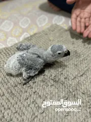  4 فرخ كاسكو انتاج محلي - African gray parrots local breeding