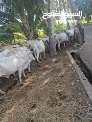  8 live somali cows