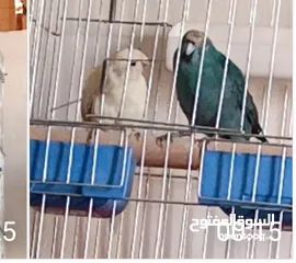 6 ببغاء جرين شك أليف