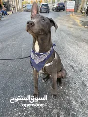  9 كلب ملينو عمر 5شهور للبدل عل كلب  بوبي