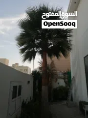  11 لتنظيف النخيل والواشنتونيا والاهتمام بالحدائق والثمار بكافه انواعها