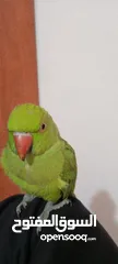  2 ببغاء دراره
