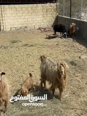  2 شاه من حلال جامودي