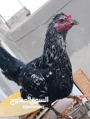  1 متتااح بالوصف