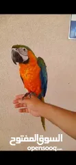  1 Catalina Macaw