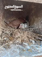  6 زغاليل حجم كبير