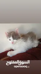  4 قطط للتبني
