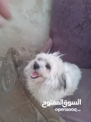  1 كلب فرنسي لعوب