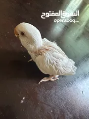  4 Albino chick red eye