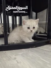  2 Zoti and Pure Chinchilla British