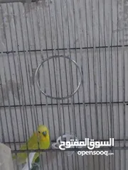  5 متوفر اربع طيور حب بسعر حرق اقرأ الوصف  ااااااااااااااااااااااااااااااااااااااااااااااااااااااا