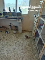  4 يوجد 15 جوز حمام بلدي