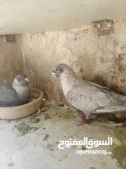  3 اربع جواز قراقطه حبات حلوة  شغالات