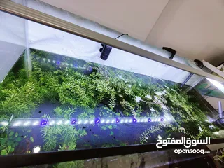  3 Rotala plants for sale