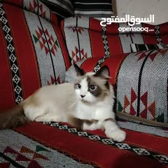  8 قطه رادغول للبيع
