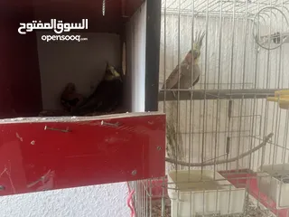  2 جوز كوكتيل ازيبلا تحتو فرخ للبيع