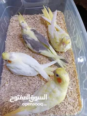  11 يتوفر لدينا مجموعه انواع طيور اليفه  دره اليف  لوري اليف  كوكتيل اليف  روز اليف  حب اليف