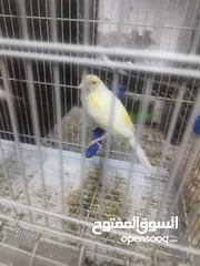  2 طوايره كنار وفحل ابيض