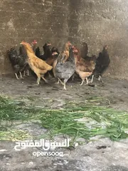  4 جاج بلدي 15 جاجه