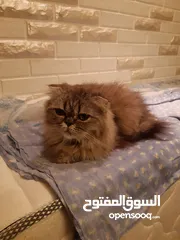  5 قطه سكوتش مطعم بهملايا يعمر 7 اشهر