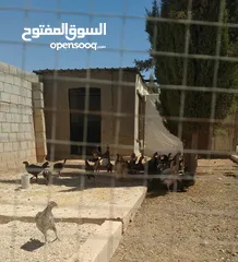  1 لدينا دجاج بلدي وصيصان بلدي وديوك للبيع
