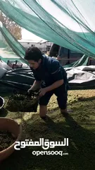  8 ازولا الاردنيه