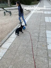  4 French Bulldog