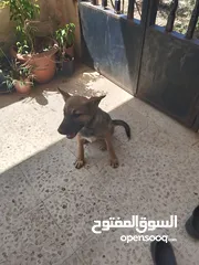  8 اكلاب للبيع جولدن وا مالينو